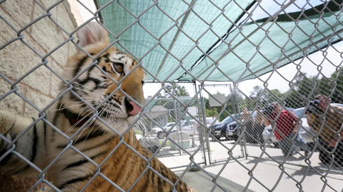 A young female tiger looks out of a cage at the Conroe Animal Shelter Thursday, April 21, 2016. Authorities are looking for its owner, and they suspect it was a pet. Animal control officers captured the tiger after it was spotted roaming a residential neighborhood.
