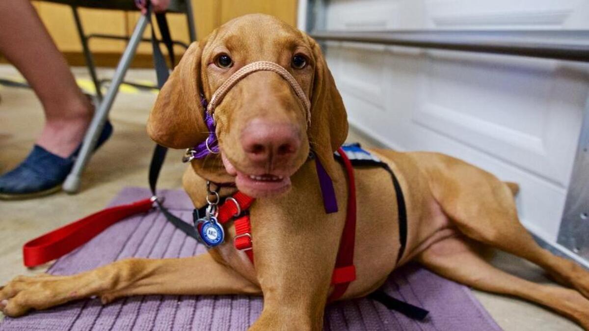 Pippa, a Vizsla, smiles for the camera during a hands-on training class for IDEA Service Dogs at the home of trainers Maureen and Jerry Bennett in Keller, Sunday, September 6, 2015.