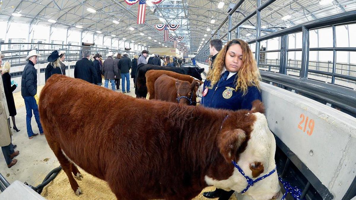 Cattle Barn 2 improvements at Will Rogers Memorial Center ready for Jan. 15 Stock Show opening.