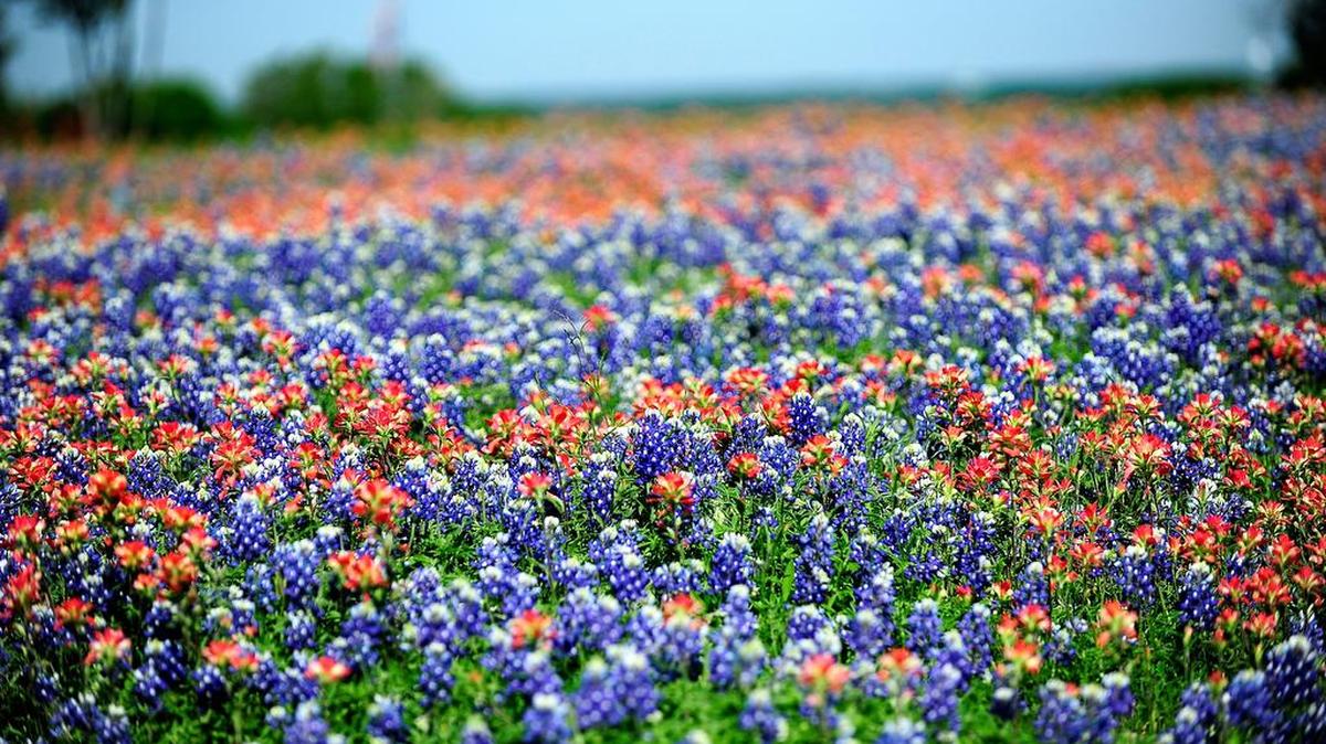 Land along Sugar Ridge Road is blanketed with bluebonnets and Indian paintbrushes near Ennis, TX in 2014.