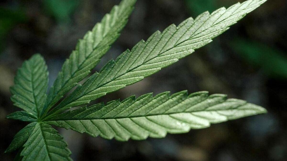 Cannabis oil is a limited form of medical marijuana.