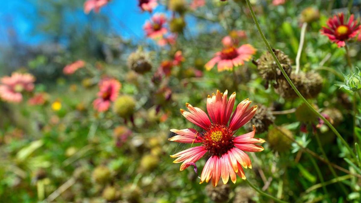 Indian blanket wildflower at Palo Pinto Mountains State Park in Strawn, TX, Thursday, June 16, 2016.