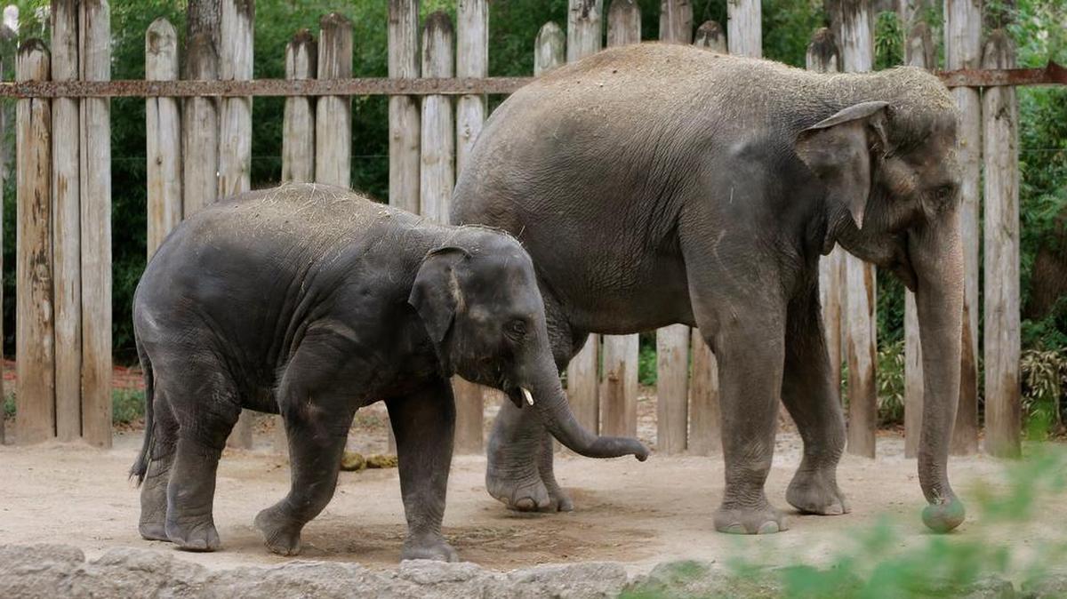 Elephants Bowie and his mother Bluebonnet walk in their enclosure at the Fort Worth Zoo, Thursday, October 13, 2016.