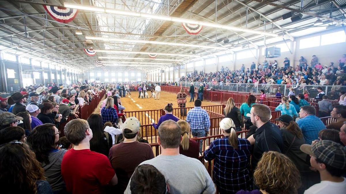 Patrons crowd around as goats are judged during day 17 of the Fort Worth Stock Show & Rodeo last Sunday at the Will Rogers Complex