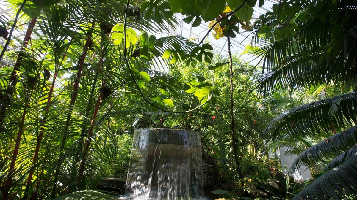 Heat and very high humidity in the Conservatory are perfect for tropical plants but very hard on the building infrastruction at the Fort Worth Botanic Garden, Wednesday, August 10, 2016.