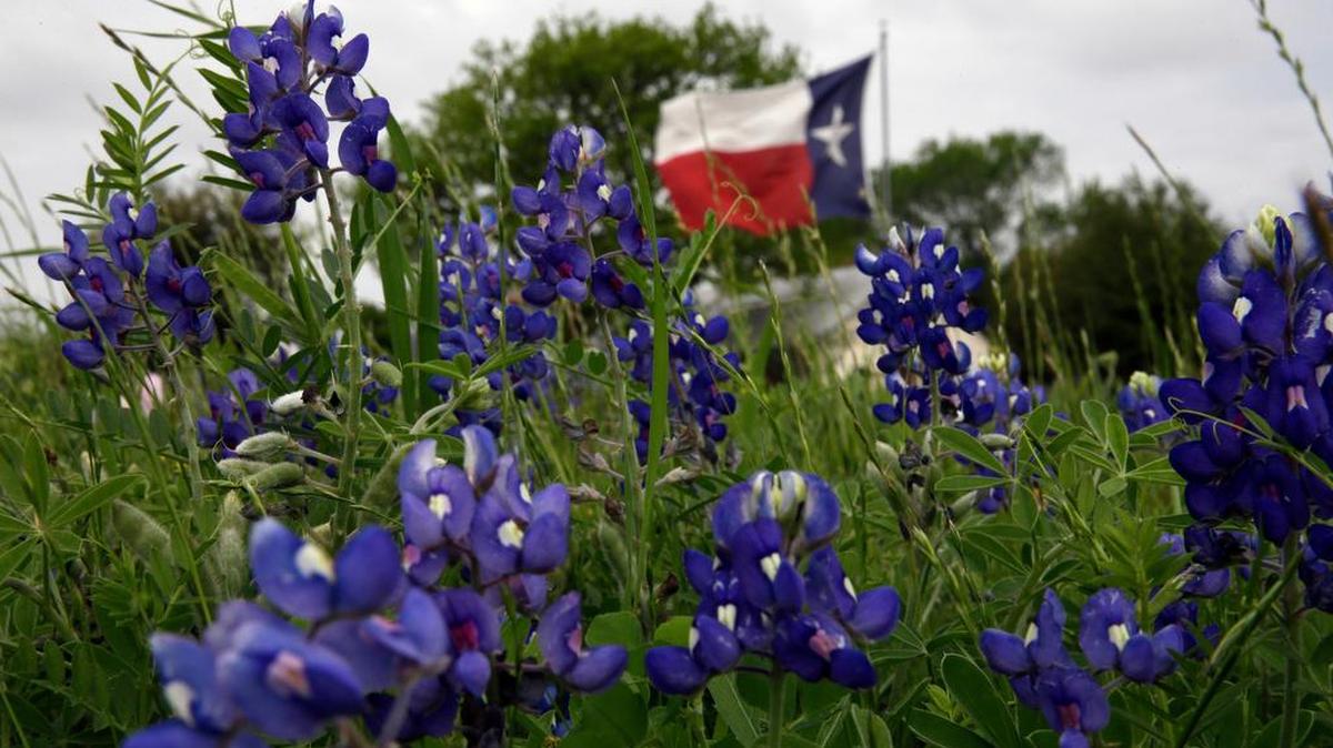 A close up of bluebonnets with the Texas flag flying in the background.