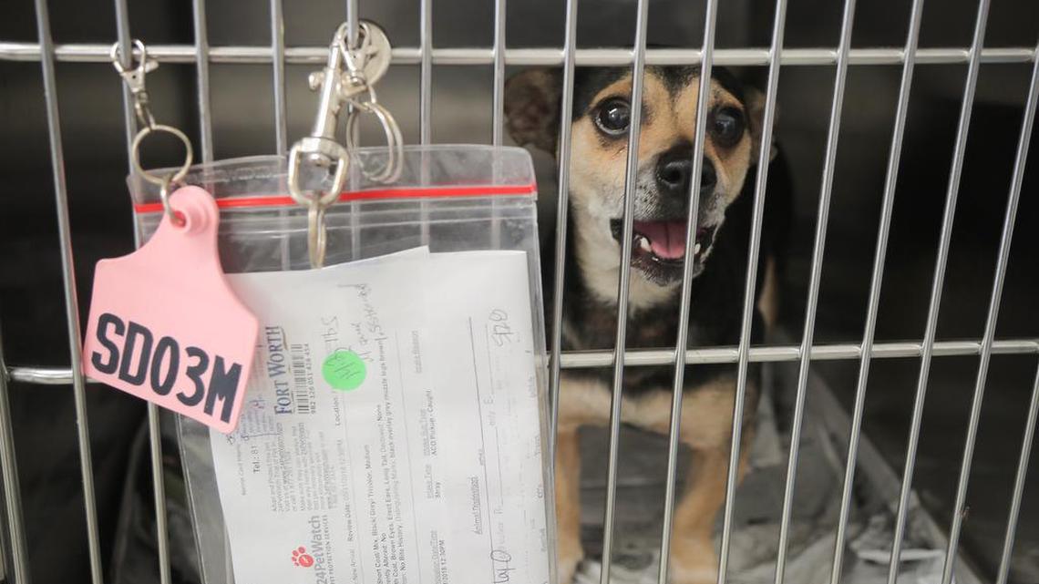 The Chuck Silcox Animal Care and Control Center in Fort Worth is seen in this file photo. Fort Worth’s animal shelters are at capacity.