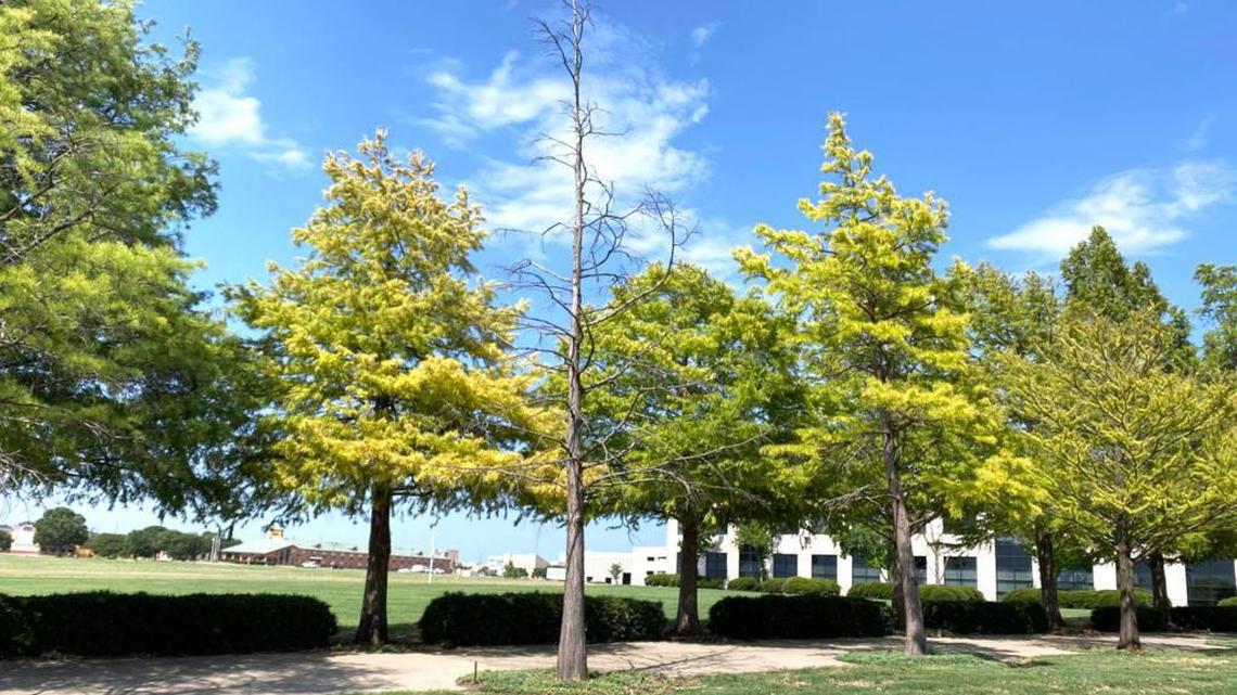 Old trees are a community asset.