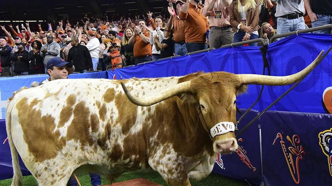 Bevo, the University of Texas mascot, watches during the Sugar Bowl on Jan. 1, 2018.
