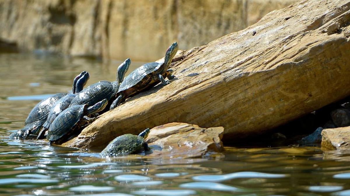 Turtles and ducks are having a tough time climbing out of the water at the refurbished Boys Ranch Lake in Bedford, TX, Thursday, April 14, 2016. The city built special ramps so that the turtles and ducks can get out of the water.