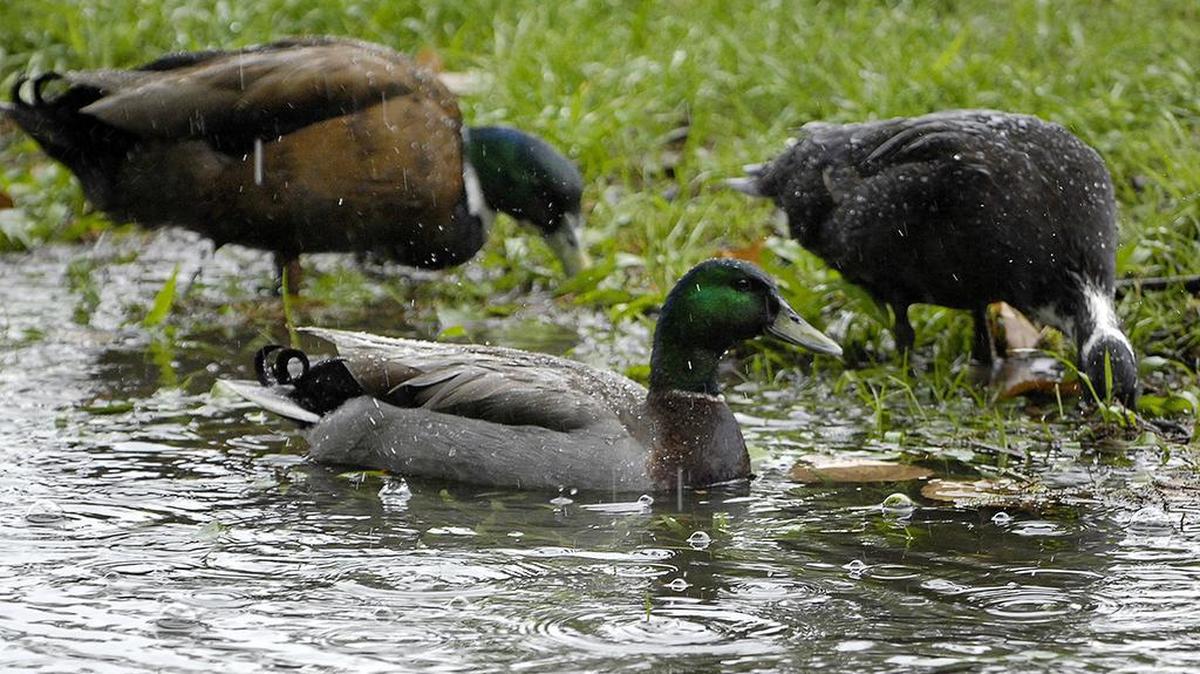 A diet too high in carbohydrates can give ducks a condition known as “angel wing.” Instead, there are alternative foods that will give them proper nutrition.