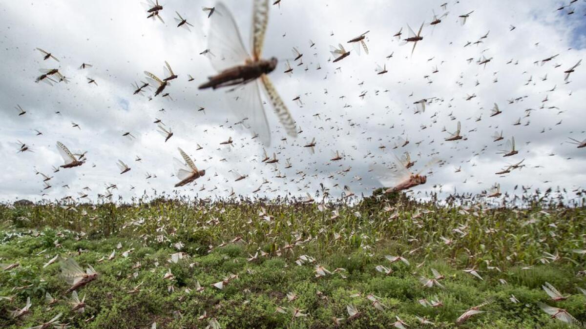 Remember, the Bible tells us God sent swarms of locusts punish mankind.