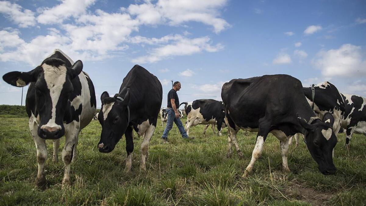 IRG, or intensive rotational grazing of cattle and other ruminant animals, could help restore nature’s balance.