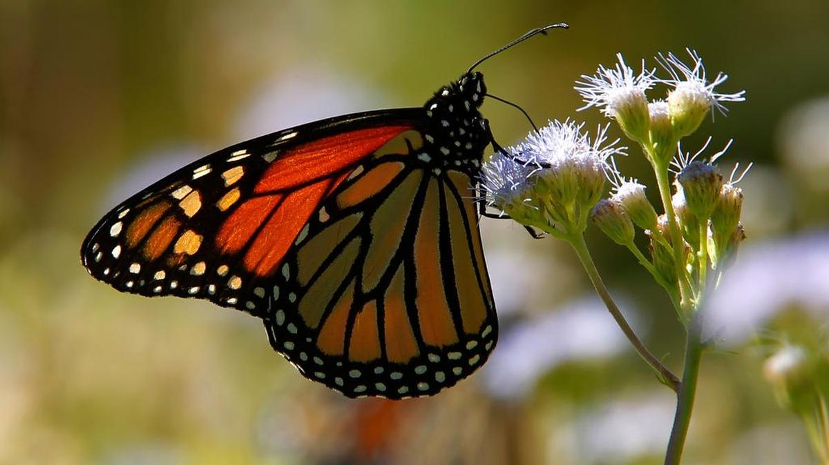 Monarch butterflies stop over in Fort Worth’s Botanic Garden as they make their annual migration south to Mexico.