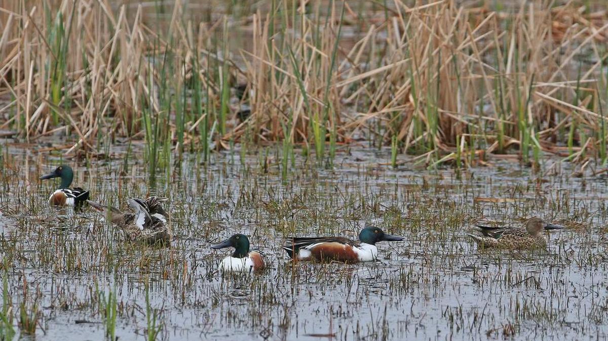 Northern Shoveler drakes (left, the colorful ducks) and a single hen (right). In Navarro County, the Richland Creek Wildlife Management Area's wetlands have become a magnet for birds, having some of highest bird counts the Texas Parks and Wildlife has recorded away from the Texas coast, Tuesday, March 3, 2015.