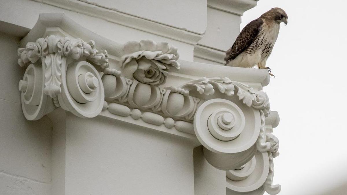 A hawk appears on the second floor of the White House on April 18 in Washington, D.C.