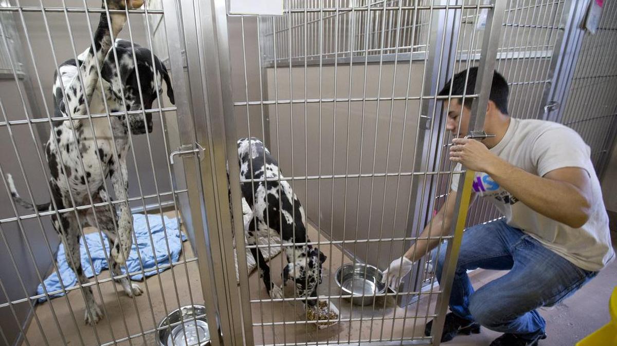 How could the governor veto a popular bipartisan bill that would keep animals safe?