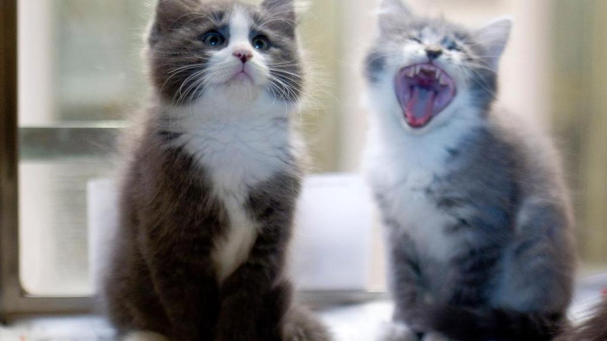 Arlington has a trap, neuter and release program to help control is feral cat population.