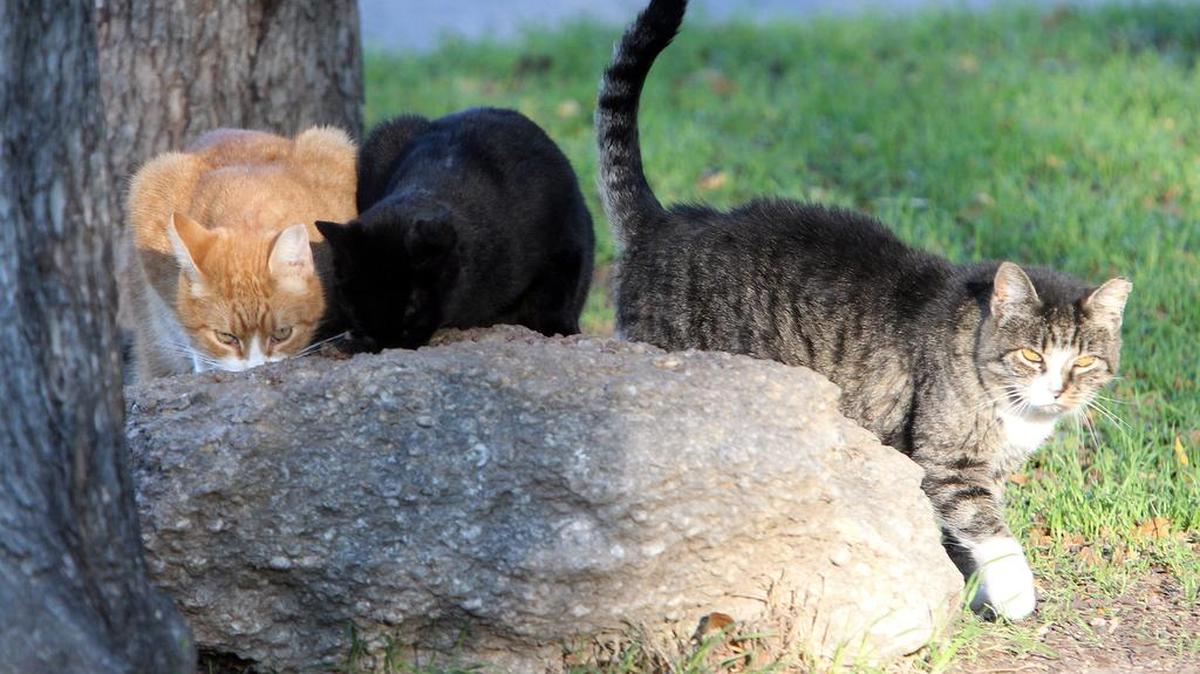 Feral cats eat food that was left for them at Trinity Park Sunday, November 27, 2011.
