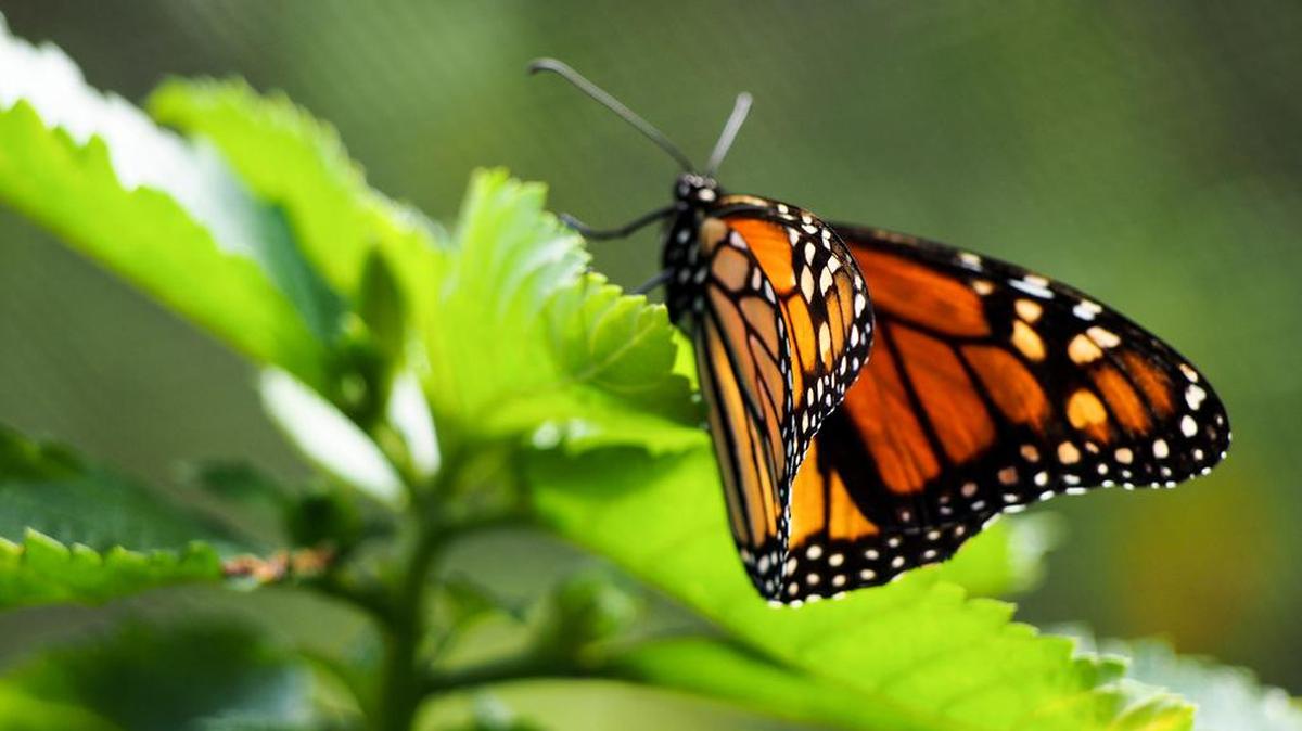 Monarch butterflies cheer the day of Arlington’s Floreen Henry.