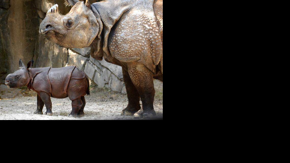 
The Fort Worth Zoo welcomed a female greater one-horned rhinoceros on August 16, 2012. 
