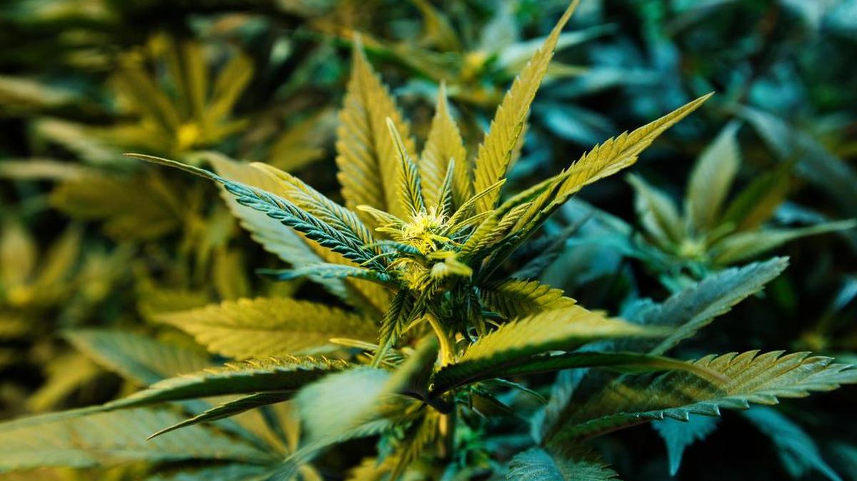 A medical marijuana plant at a dispensary in Seattle.