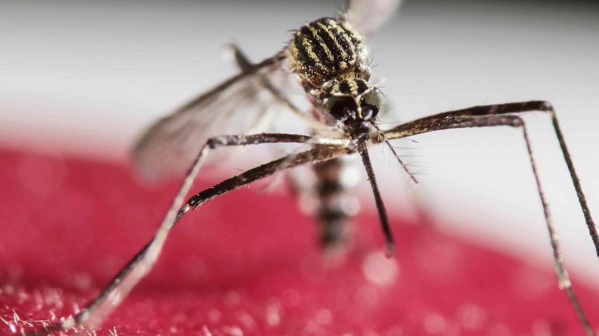 The Aedes aegypti mosquito can spread the Zika virus.