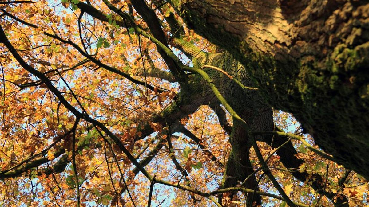 Oak Tree with autumn leaves.
