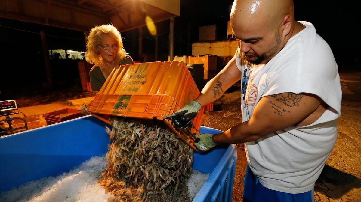 Business owner Juanita Harrison, left, and employee Lee Hampton pour freshly caught shrimp near Baytown.