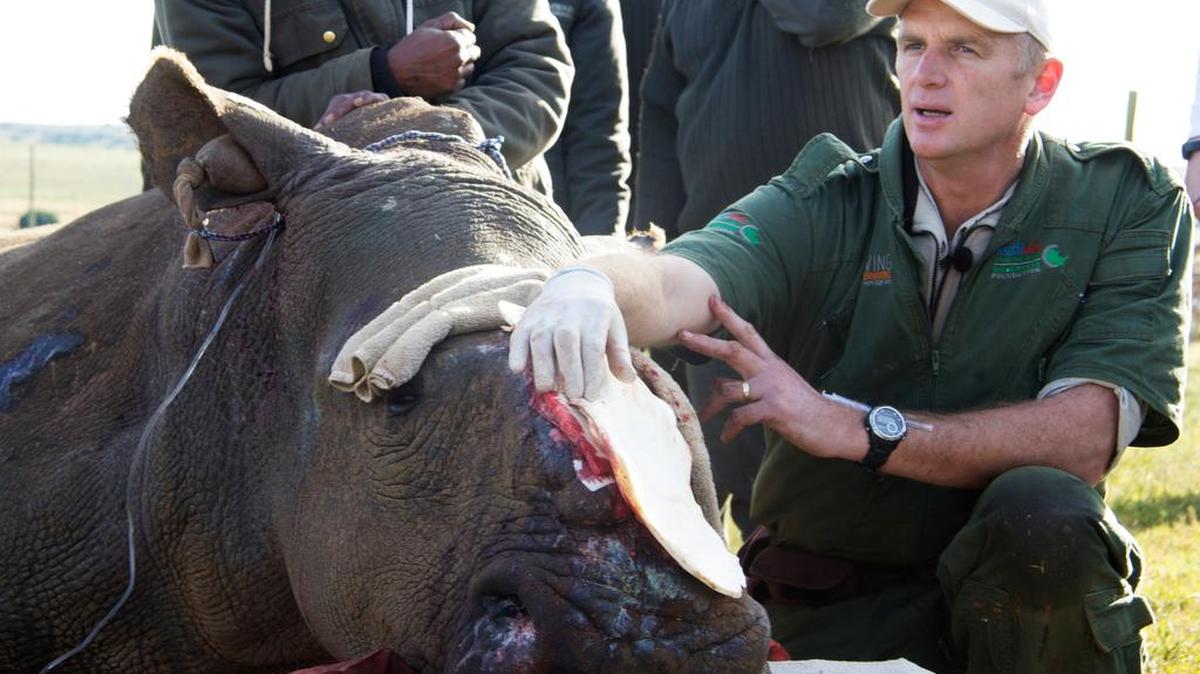 
Wildlife veterinarian William Fowlds helps a white rhino recovering from injuries inflicted by poachers. 
