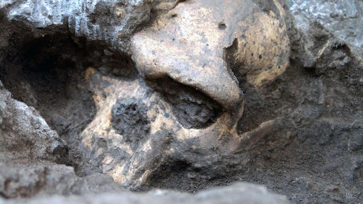 This photo provided by the journal Science shows a pre-human skull found at the medieval village of Dmanisi, Georgia.