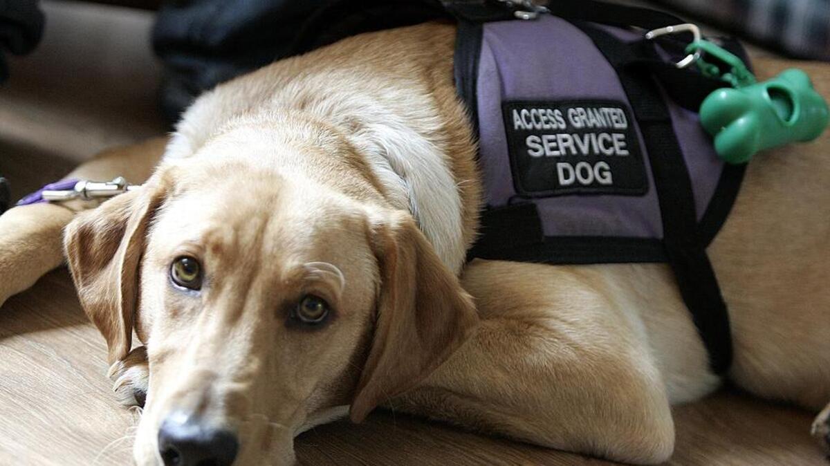 Diabetes service dog Dex alerts his owner when the owner’s blood sugar is out of normal range.