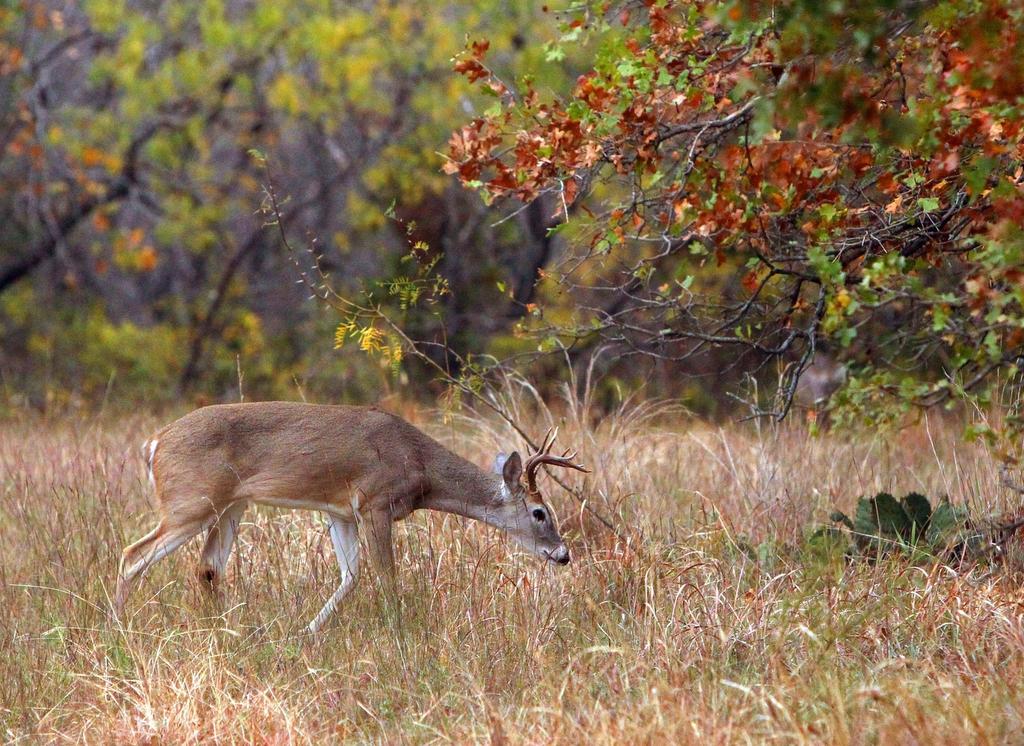 A deer forages at the Fort Worth Nature Center & Refuge.