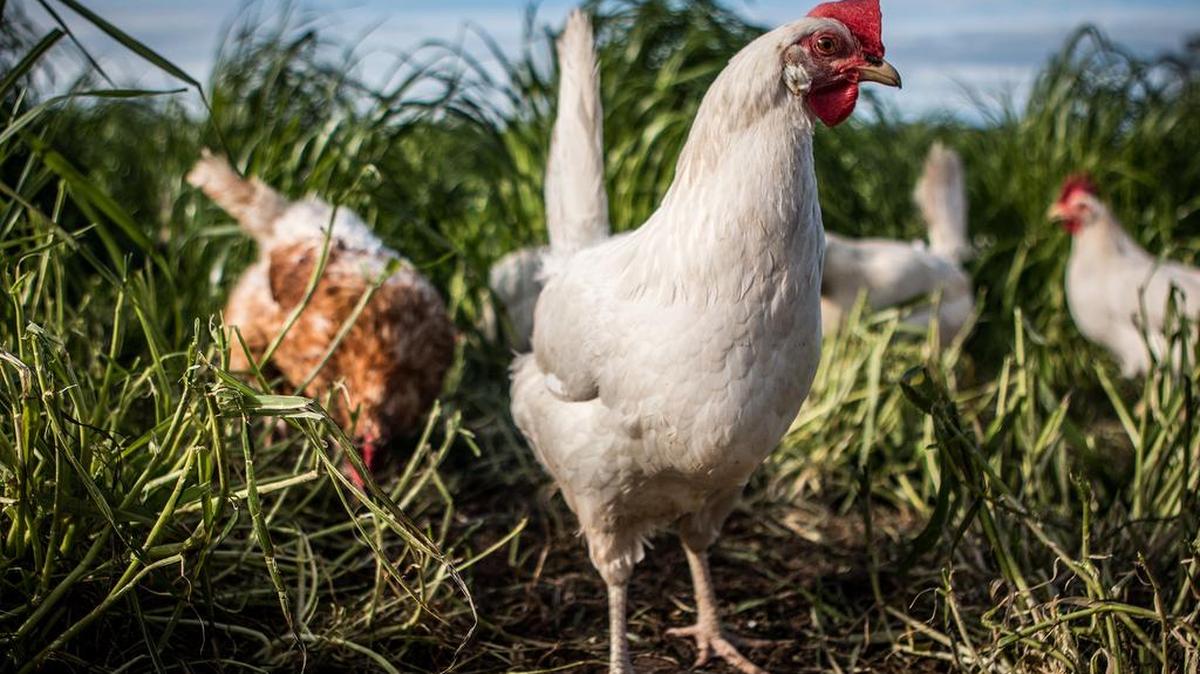 California’s animal welfare rules require egg-laying chickens to have adequate space to move freely. The Trump administration is contesting a part of the law.