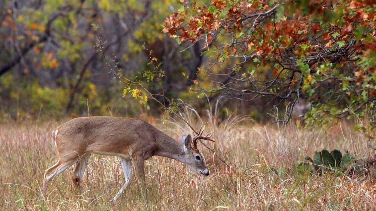 A deer forages at the Fort Worth Nature Center & Refuge.