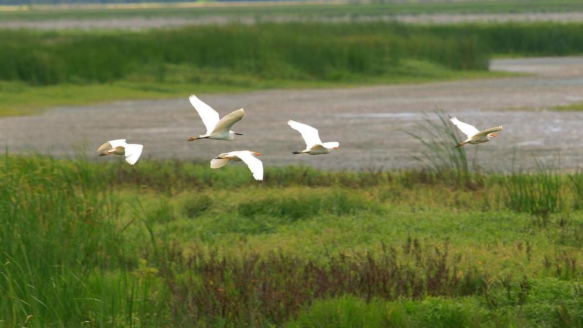 Tarrant Regional Water District’s Wetlands at Richland Chambers Wildlife Recreation Area in east Texas