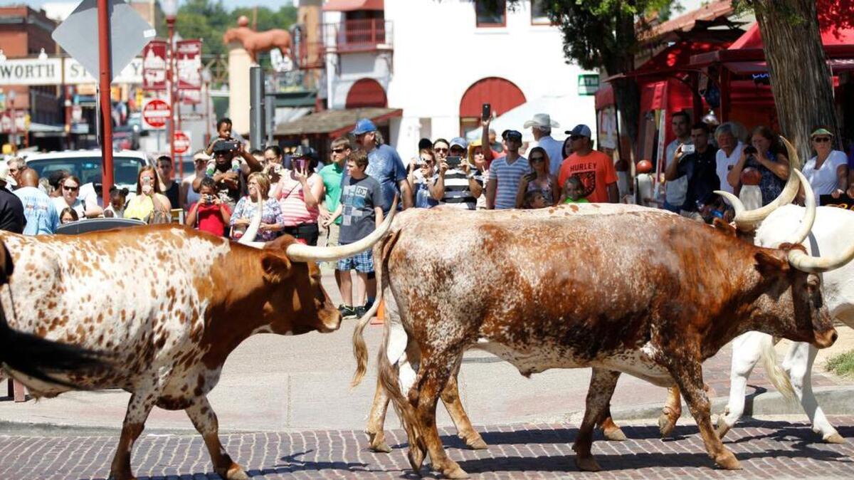 The Fort Worth Herd walks down Exchange Avenue during the Day of the American Cowboy celebration at the Stockyards July 25.