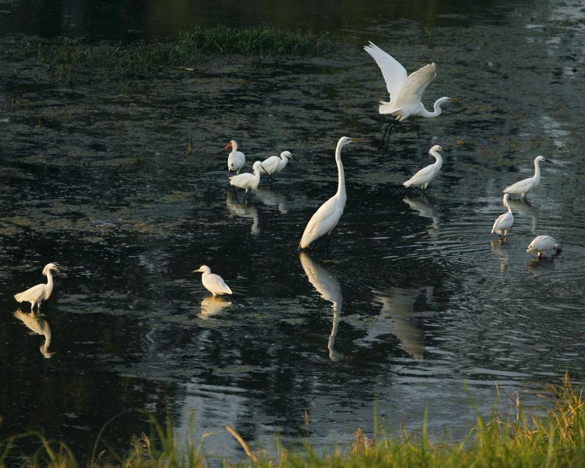 Egrets flock in a large puddle of waters in the Trinity River floodplain in west Dallas. The river stretches 30 miles between Fort Worth and Dallas.