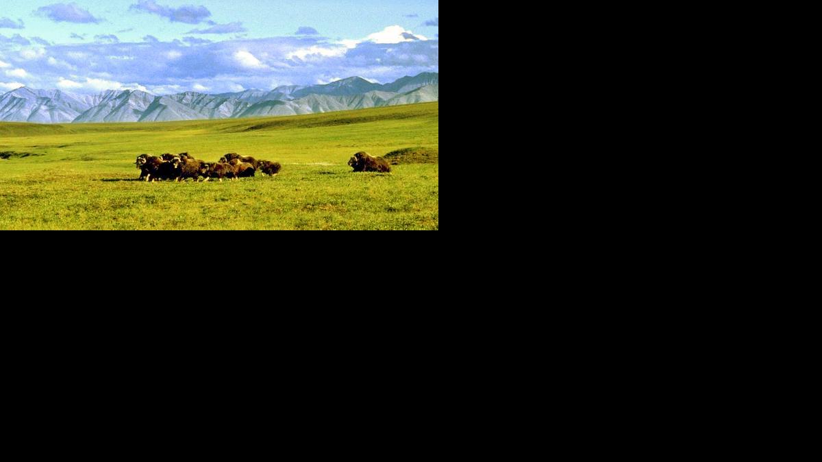 
A herd of musk ox graze in an area of Alaska’s coastal plain known as the Arctic National Wildlife Refuge. 

