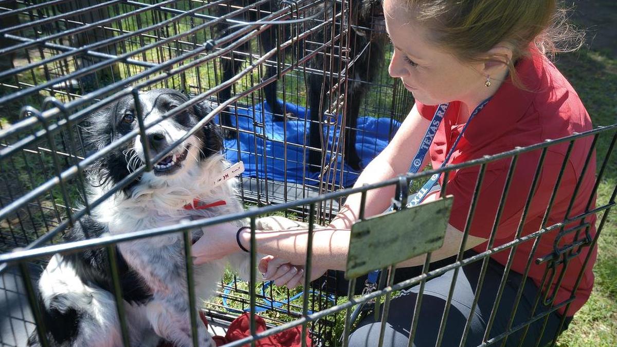 
The Rangers foundation helped raise funds for the Humane Society to shelter animals like the dog Shelly, shown here. 
