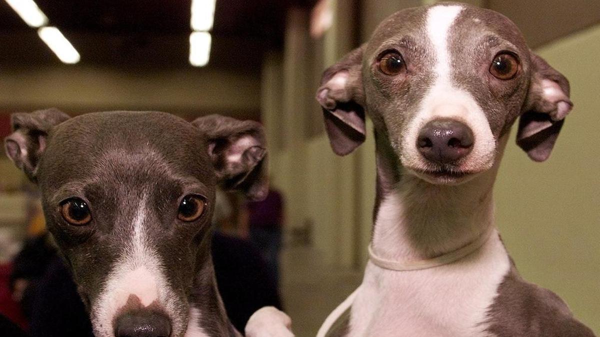 There’s a lot of love for greyhounds in the Dallas-Fort Worth metroplex.