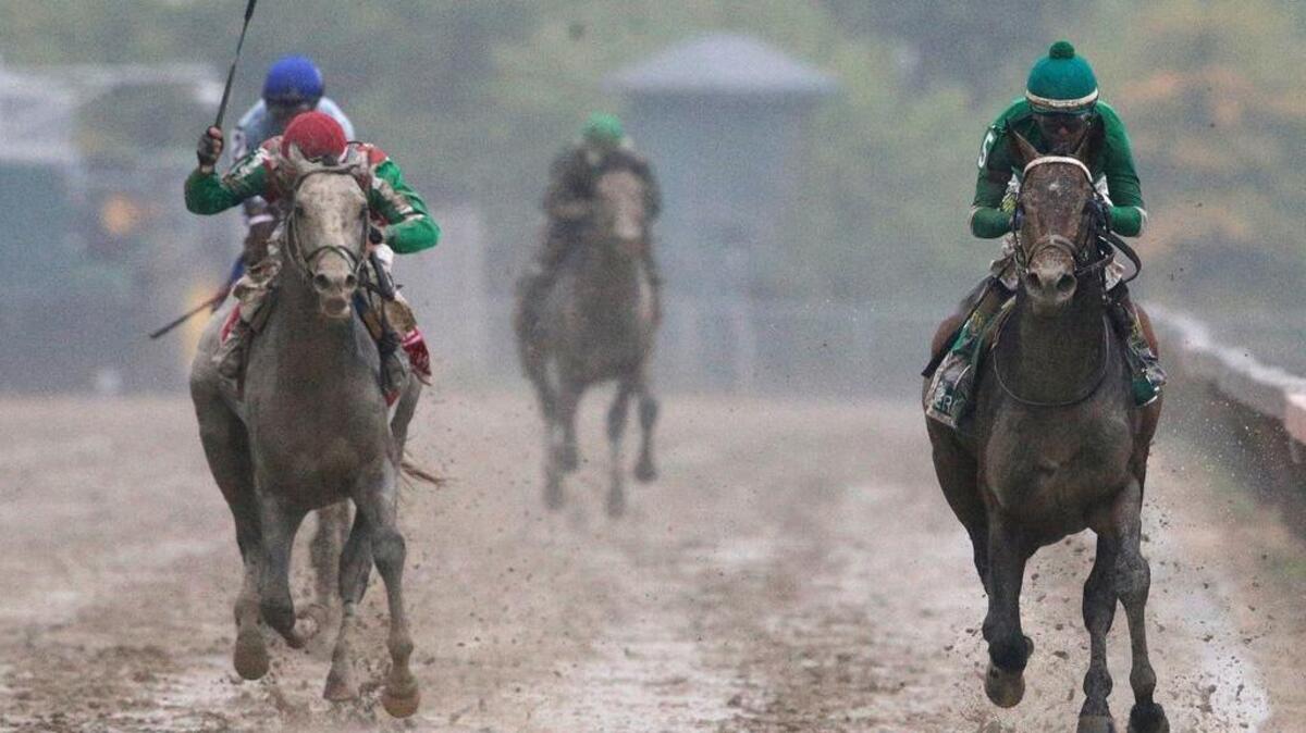 Exaggerator, right, with Kent Desormeaux aboard wins the 141st Preakness Stakes horse race at Pimlico Race Course, Saturday, May 21, 2016, in Baltimore. Cherry Wine, left, with Corey Lanerie aboard, places second.