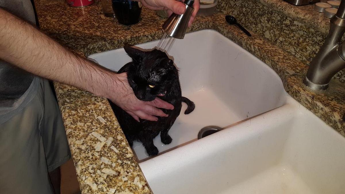 Fenway gets a bath Sunday night after a skunk attack in the backyard.