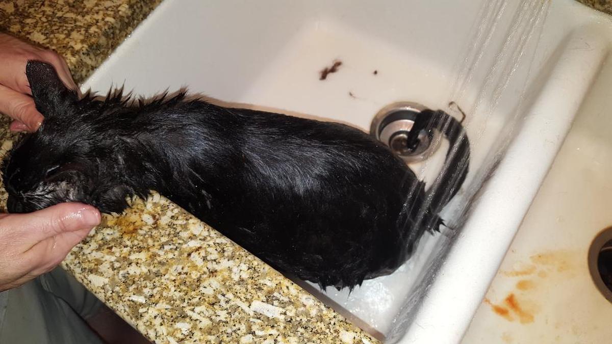 Fenway gets a bath Sunday night after a skunk attack in the backyard.