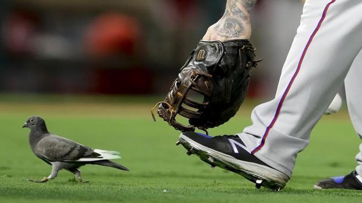 Texas Rangers first baseman Mike Napoli chases a bird off the field during the fourth inning Monday.