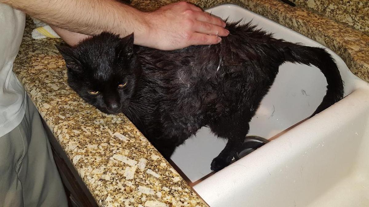 Fenway gets a bath Sunday night after a skunk attack in the backyard.