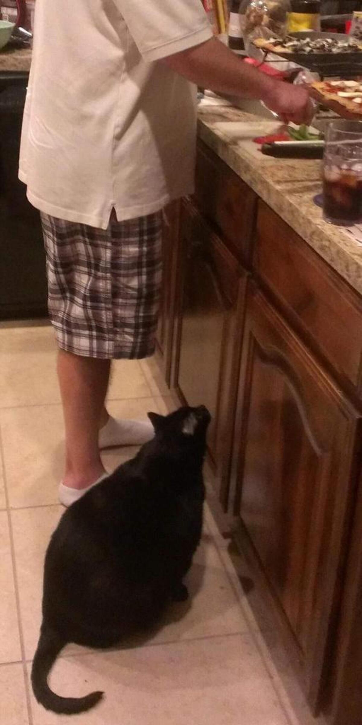 If Fenway wasn’t asleep, he was in the kitchen. In fact, he’d often wake up when he heard commotion in the kitchen and make his way in there hoping for scraps or snacks.