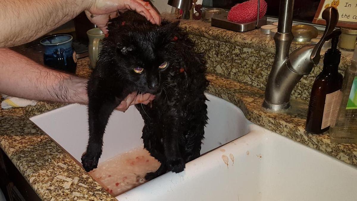 Fenway gets a bath Sunday night after a skunk attack in the backyard.