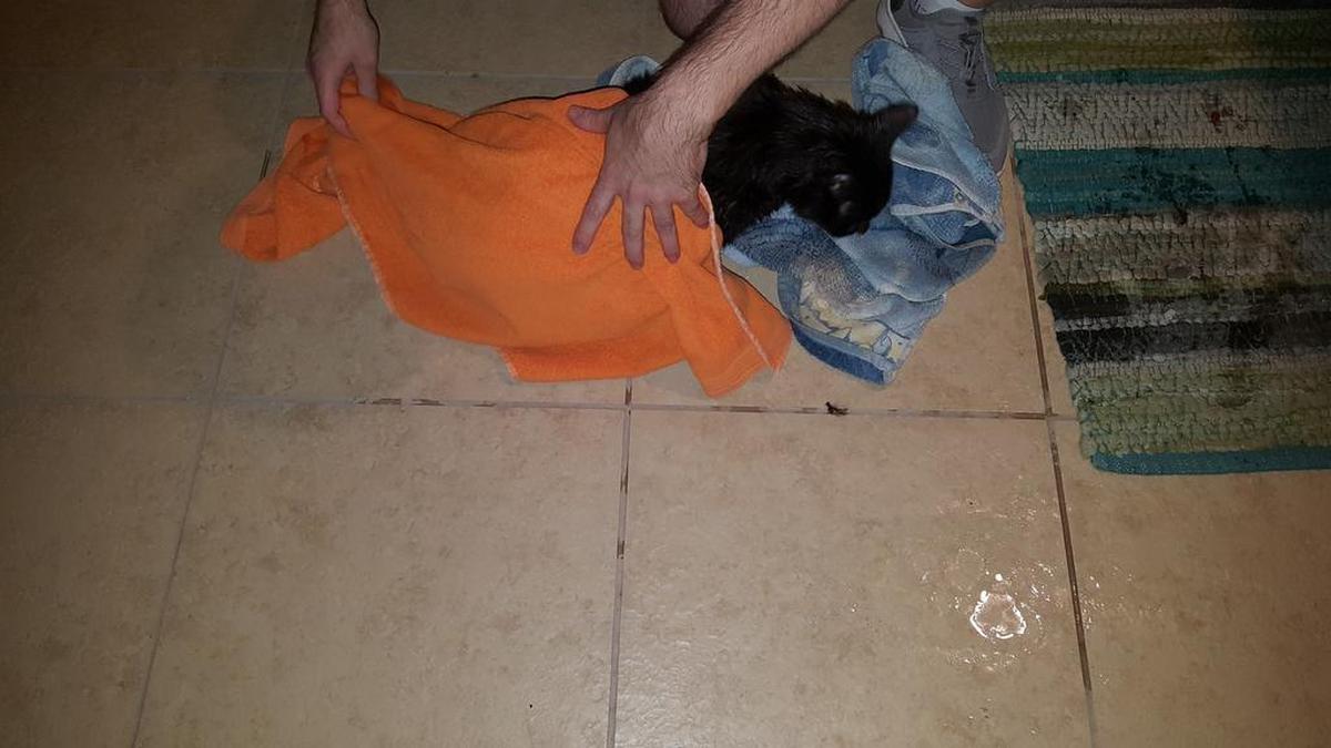 After an emergency bath to wash out skunk spray, Fenway the cat sort of enjoyed the drying off rub down.