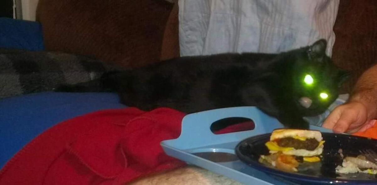 Fenway was interested in tasting just about anything he saw humans were eating. And most of the time, when he got a taste, he loved it, whether it was pizza, cheeseburgers, fries or pasta.